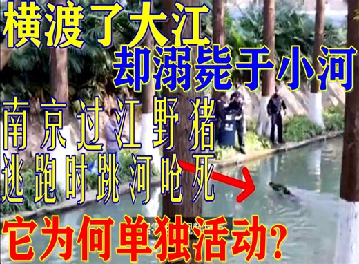 横渡了大江，却呛毙于小河！南京过江野猪被捉时狂飙，跳河后呛死
