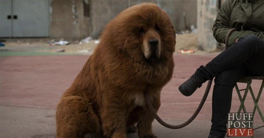 Dog 'Lion' At Chinese Zoo Didn't Fool As Many People As They'd Hoped