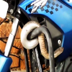 3.7K views · 128 reactions | Snake is found inside Motorcycle. Be careful when long time does not go | Snake Farm | Facebook