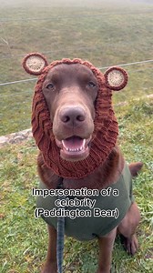 Innocent or guilty? You decide! 👮🏻‍♂️🕵🏻‍♂️ #labrador #dog #dogsofinstagram #dogs #labradorretriever #labradorpuppy #labradorlove #labradorable #labradoroftheday #viral #viralvideos #fyp #dogreel #dogreels #dogoftheday #dogsofinstagram #funnydog #funny #happy #crime #crimes | Hector the choco labo