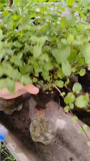 #botellas #huerto #agricultura🚜🌱 #hidroponia #vegetales