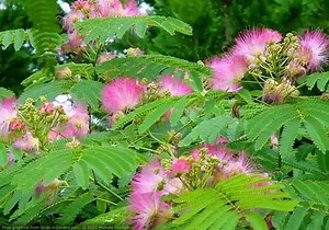 Touch Me Not Plant: Uses, scientific name, benefits & side effects