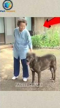 5 Years of Waiting! 🥺 The Most Emotional Dog Rescue Story ❤️ #shorts