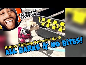 Best of RxCKSTxR Funny Talking Animal Voiceovers Compilation Ep 5