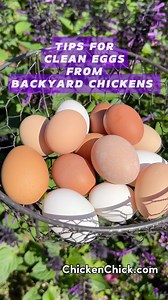 PRO TIPS FOR CLEAN EGGS. Eggs from backyard chickens should be clean when collected 99% of the time. Here are some simple steps to ensure clean eggs. 👉🏻 Provide Effective Nesting Material. I recommend plastic nest pads. Never use straw b/c hens scratch it out of the way, leaving eggs unprotected. 👉🏻 Use Sand for litter in the coop & Run. Droppings dry quickly in sand and it keeps chickens’ feet clean even in wet weather. 👉🏻 Train Chicks Not to Sleep in Nest Boxes. Sleeping chickens poop; e