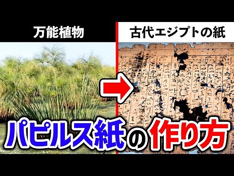 【万能すぎ】紙・インテリア・サラダにも！？万能植物パピルス