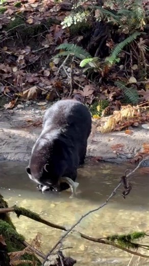 Two black bears in Coquitlam beat everyone to the fishing hole. 📹: @bc_fly_fishing (via instagram) #bcoutdoorsmagazine | BC Outdoors Magazine