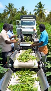 68K views · 551 reactions | Green Gold Rush – Ladies Finger Harvesting Machines in Action | Chennai FootPrints | Facebook