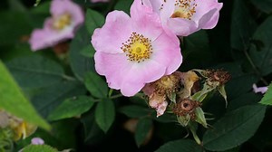 The 11 Best Perennial Flowers to Plant in South Carolina