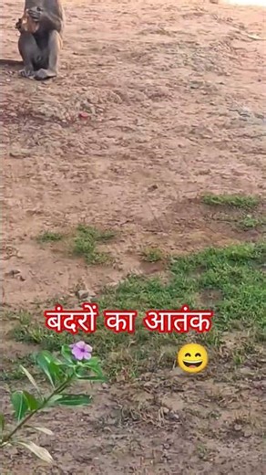##बंदरों का आतंक कही भी देखने को मिल सकता हैं ###😄😄
