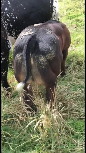 Impressive Belgian Blue Bull Thriving on the Farm