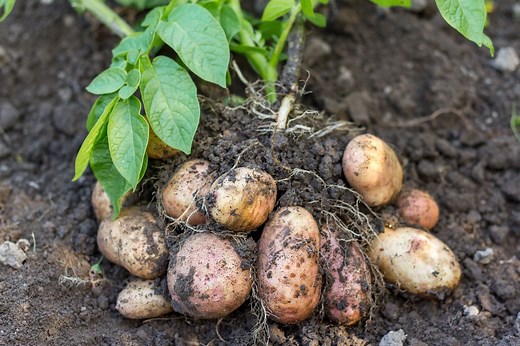 76K views · 193 reactions | Are your potatoes ready to be harvested? 凜 Here's how to know  -When the leaves turn yellow, the main crop is ready -Use a tool to lift up the plants -With your hands, feel around in the soil for leftover potatoes What's your favorite potato dish? We wanna know ⬇️ #HGTVOutdoors | HGTV | Facebook