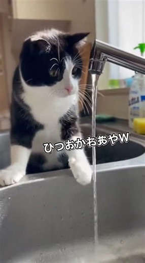 【目指せ猫ミーム】猫がキッチンのシンクで水で遊ぶ #cats #short #猫 #cat