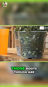 Root bound plants may look healthy on the surface, but beneath the soil their roots are running out of space. This hidden stress can stunt growth, yellow leaves, and weaken your plant over time. Learn how to spot the warning signs early — and the simple solutions that can save your plant before it’s too late. #rootboundplants #plantcare #plantrescue #houseplants #planttips | Kevin Torres
