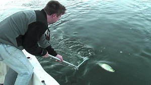 Shad Fishing