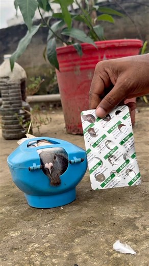 Pigeon Health: Administering Essential Medication for Quick Recovery #PigeonCare #BirdHealth