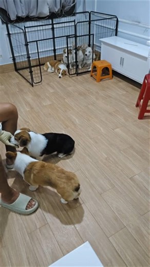 라이브 하이라이트