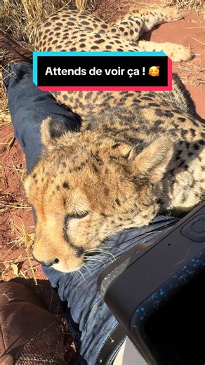 Vidéo mignonne avec ma petite Love et un guépard
