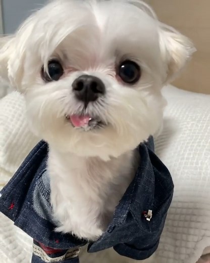 Cutest Puppies Ever | DoggieBuzz