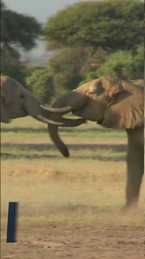 Elephant Kills Woman and Attacks Her Funeral !!!