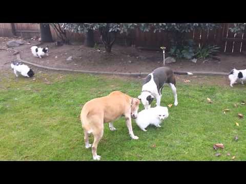 Pit bull attacks defenseless small dog
