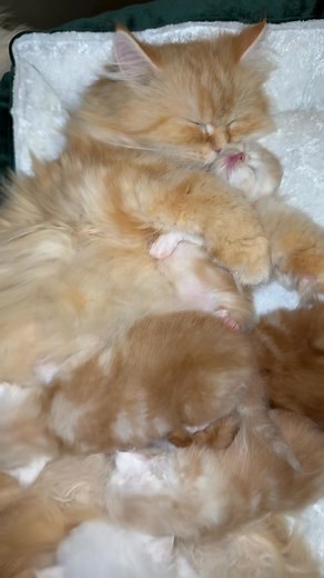 أهم ألعاب القطط الذكية لتنشيط العقل واللياقة 🧠🎾🐱 اللعب مش بس للتسلية، ده ضروري لصحة القطة النفسية والجسدية 😻💪 الألعاب التفاعلية زي اللي فيها كرات أو ريش بتنشّط حواسها 👀🐾 ألعاب الذكاء (Puzzle Toys) بتخليها تفكر وتستكشف 🧩 العصا اللي فيها خيط وريشة من أكتر الألعاب المحبوبة 😹🎣 بدّل الألعاب كل فترة عشان تحافظ على حماسها 💫 خصص وقت لعب يومي يقوّي العلاقة بينكم ويمنع الملل ❤️🐈 اللعب المنتظم يخليها أهدى، أذكى، وأسعد يوم بعد يوم 😺💞 Top Smart Cat Toys to Boost Their Mind and Fitness 🧠🎾🐱 Pl