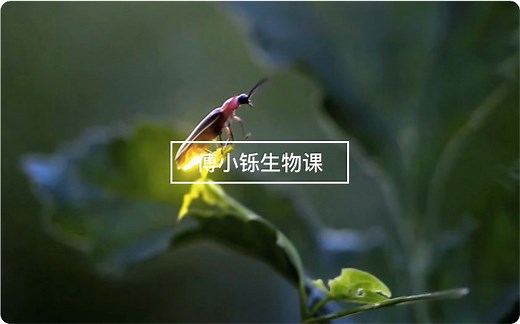 【生物】4分钟了解能量“通货”——ATP
