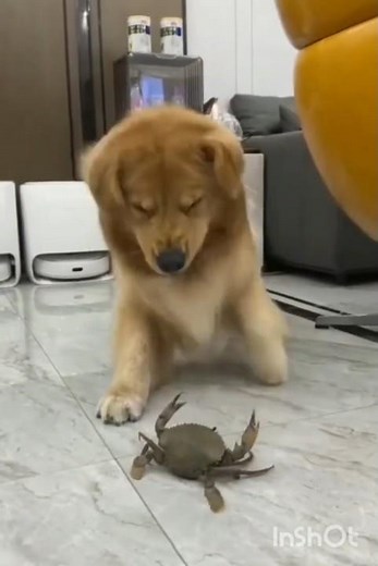 Dog’s Hilarious Dance Battle With a Crab 🐶🦀 | Funniest Animal Moment Ever