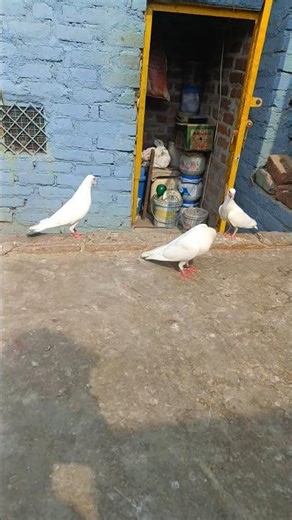 Mere Pigeon Loft Ke Teen Ikke 🔥💯🕊️||Kabuter Ki Video||Pigeon Status #pigeon #kabootar #shorts #viral