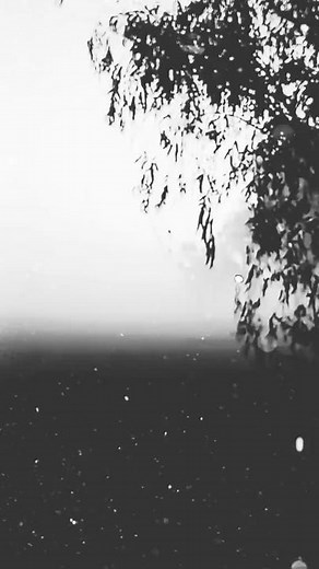 Exploring Beautiful Black and White Tree Landscapes