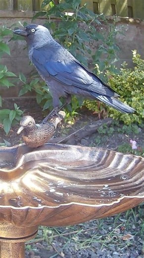 A majestic western jackdaw. Stunning birds!