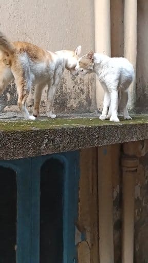 Yeh Aaj Ghar Se Niklwa Ke Manegay 😂😂 #fblifestylechallenge #fbreels2025ツ #fbyシvideo #LooksChallenge #savestreetanimals #feedstrays #dailymemes #KindnessForAnimals #cat #BeTheirVoice | Ranvijay Chouhan