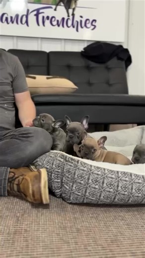 #creatorsearchinsights When your puppy’s bark is louder than your playlist 🎧🐾 #frenchton #frenchie