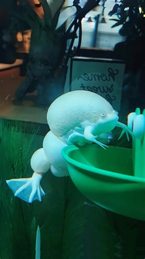 78K views · 1.3K reactions | African Clawed Frog  Inflate Like a Balloon! | 1 Minute Animals Ever seen a frog with built-in daggers? Buckle up, because we're diving into the world of the African Clawed Frog! These smooth skinned, bumpy-backed cuties may look adorable, but their sharp claws and powerful legs hint at their true nature – fierce hunters. #AfricanClawedFrog #Frog #AfricanFrog #froglove #wildlife | 1 Minute Animals | Facebook