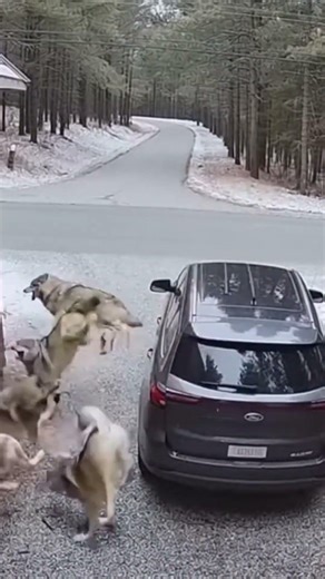 trapped inside… wolves circle slowly