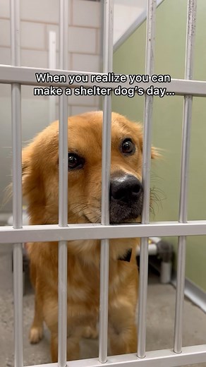 You can’t change a dog’s past, but you could rewrite their future. ❤️ This amazing dog found their forever family, but countless others are still waiting for their forever homes! Click our link in bio to search adoptables in your area and rescue a dog today. | Adopt a Pet