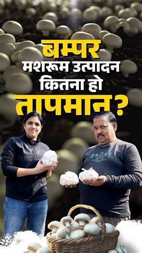 Mushroom Farming: मशरुम के अच्छे उत्पादन के लिए इतना हो तापमान ? Agriculture