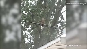 15K views · 103 reactions | This bird struggled for balance as it tried to ride out a storm on a power line in Indiana on July 2: | AccuWeather | Facebook