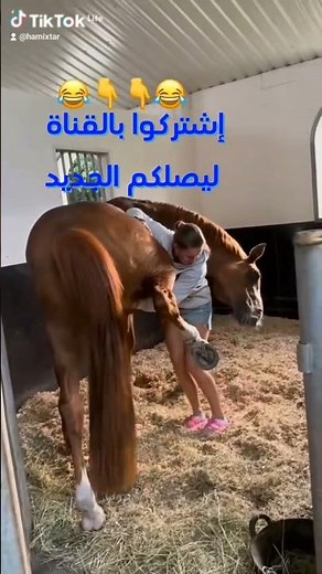 شاهد الفتاة ماذا تفعل مع الحصان