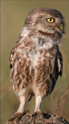 Big Voice of Little Owl | Athene noctua Calling Sound