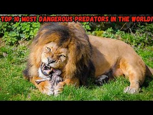 Top 10 Most Dangerous Predators in the World! | Deadliest Animals