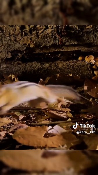 Exploring Jungle Wildlife: A Close Encounter