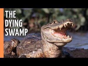 Caiman: Survival in the World's Largest Swamp | Full Documentary