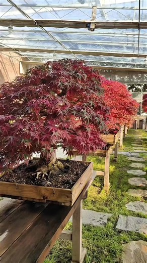 greenhouse bonsai red maple #redmaple #bonsaimaple #japanesemaple #maple #bonsaitree