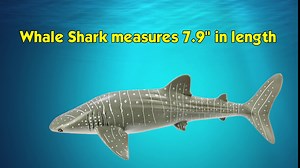 Safari Ltd. Whale Shark Figurine - Detailed 7.25" Aquatic Figure - Educational Toy for Boys, Girls, and Kids Ages 3+