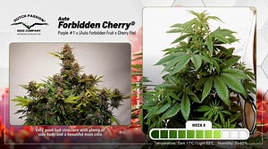 Auto Forbidden Cherry - Timelapse of Growing Cannabis