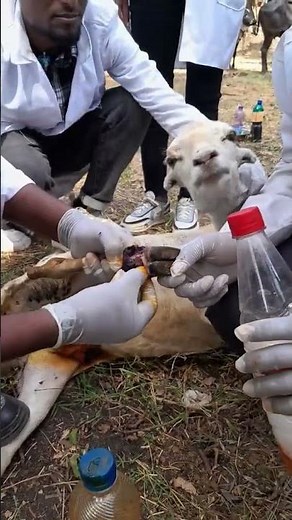 Hoof Wound and Care in Sheep