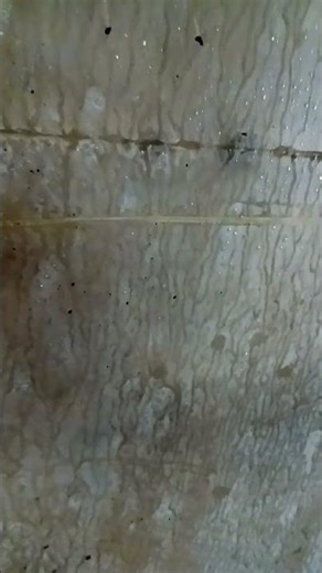 sliding a rock across a mossy wall inside a tunnel sound effect