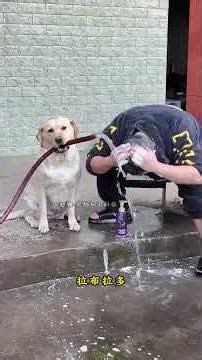 The five most intelligent dog breeds in the dog world. Is your dog on the list#dog#Cut