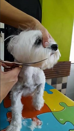 Maltese short face trim #grooming #maltese #dogshorts #shorts #dog